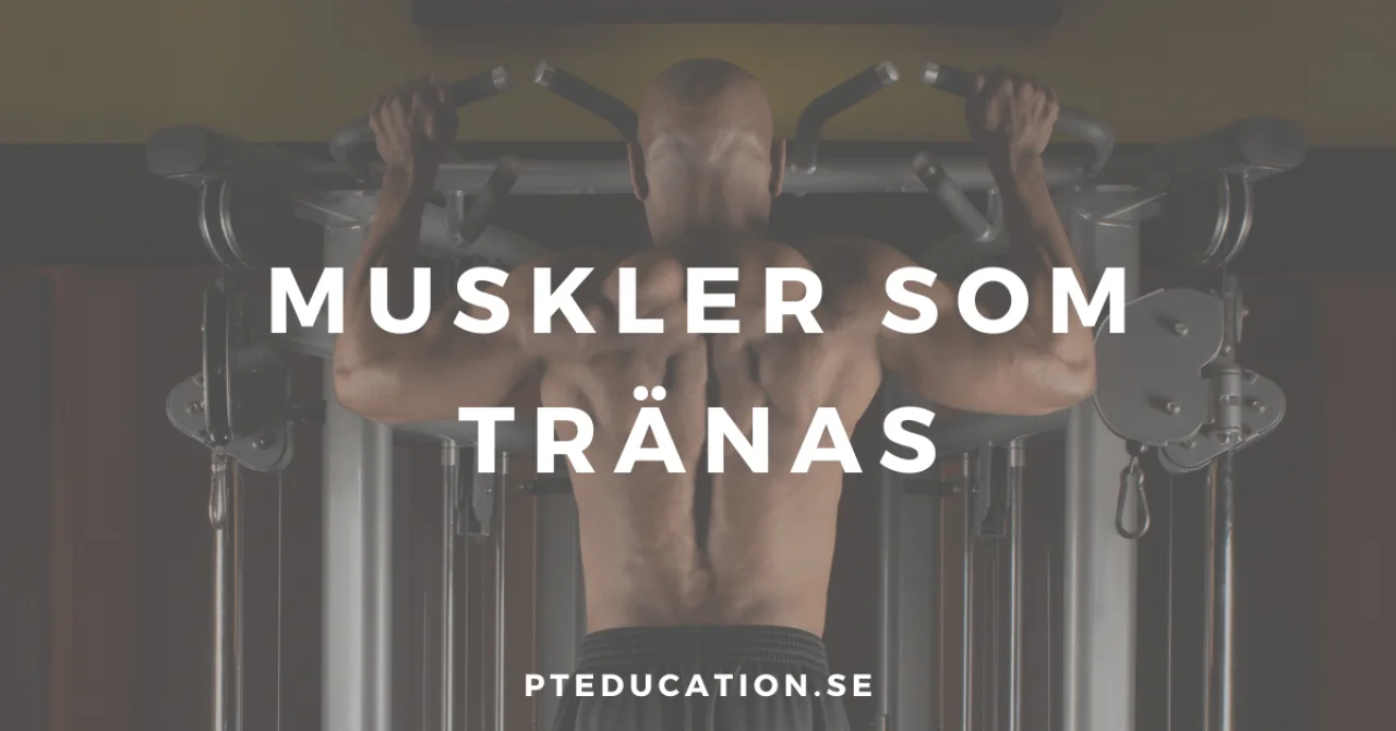 Vilka muskler tränas vid pull ups